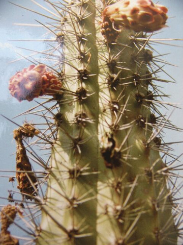 Organ Pipe Cactus With Flowers